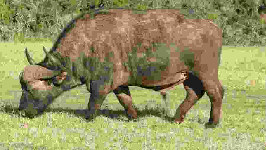 Buffalo in Addo Elephant National Park