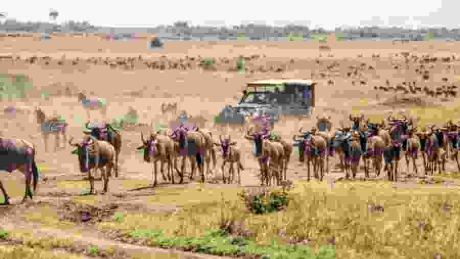 Wildebeest Migration in Maasai Mara