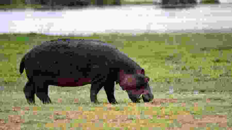 Hippo spotted at Tsavo Park