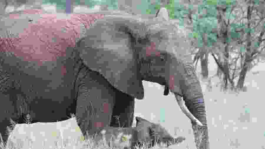 Elephants