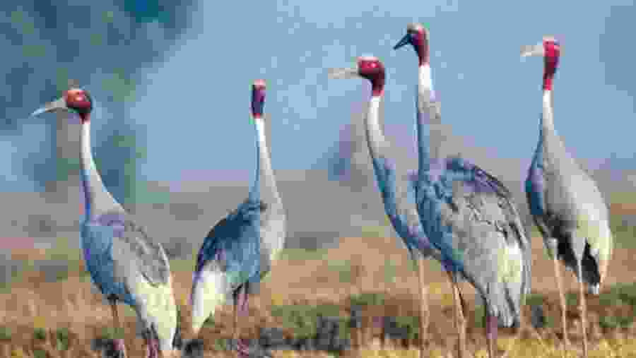 Bharatpur Bird Sanctuary.