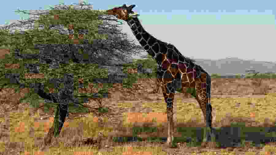 Giraffe at Samburu National Reserve