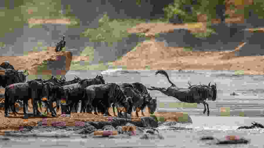 African Wildlife