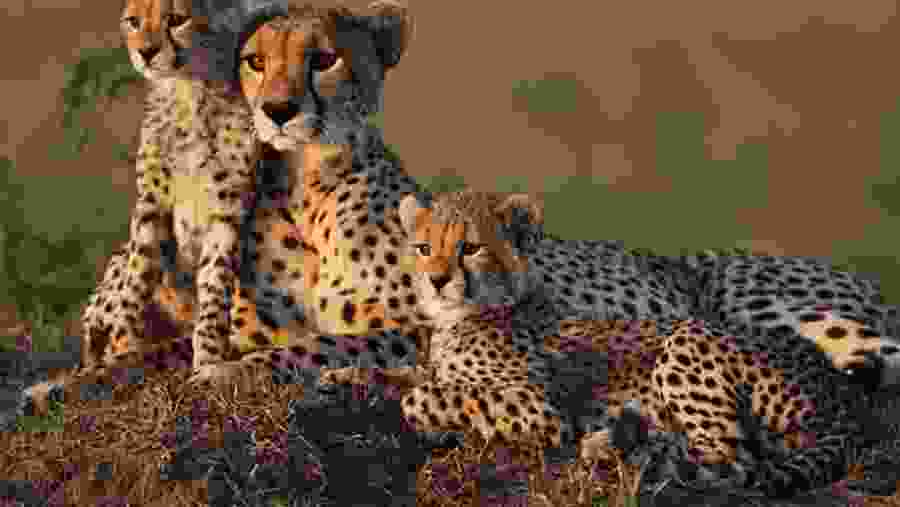 Wildlife Safari
