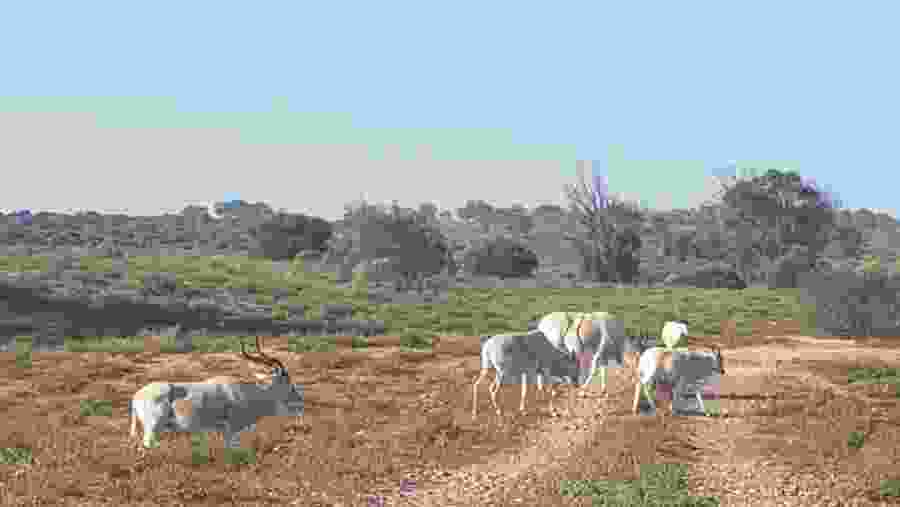 Souss-Massa National Park