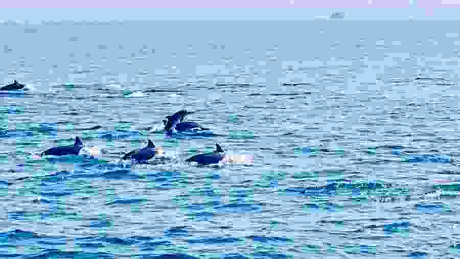 Dolphin Watching In Trincomalee