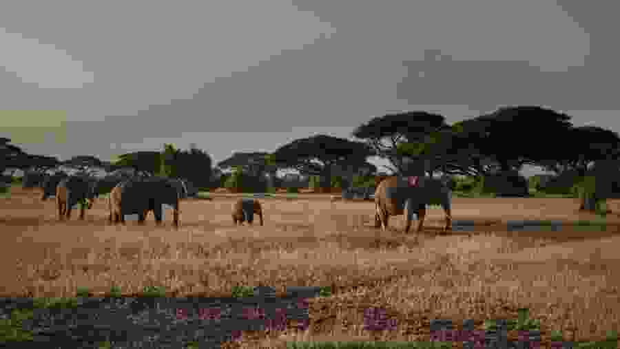 Spot Wild African Elephants