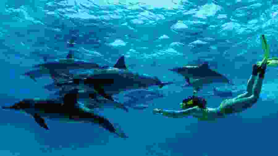 Spot the magnificient dolphins at Prison Island