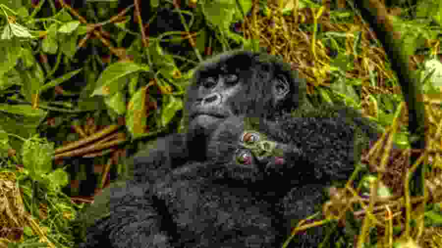 Gorillas