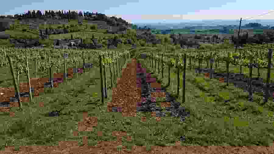 Chianti Wine Region