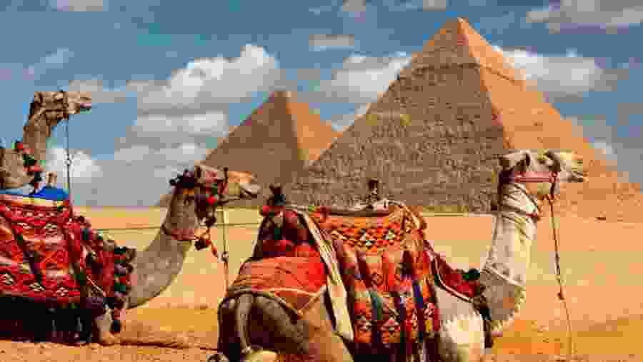 Camels standing in front of the Great Pyramids of Giza in Egypt