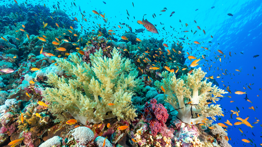 Red Sea Coral Reef Aqaba