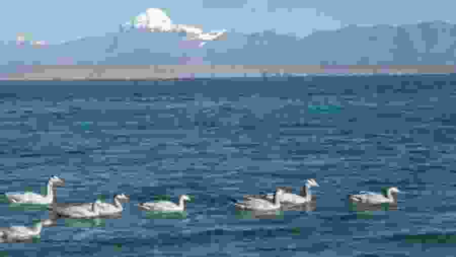 Doves in Lake Mansarovar
