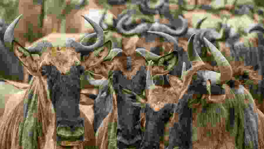 Marvel at sightings of Wildebeest Migration