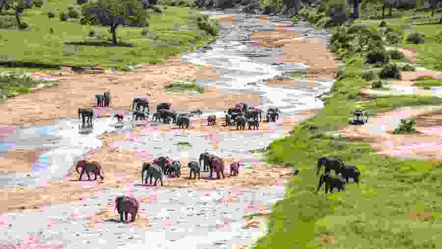 Witness the wildlife