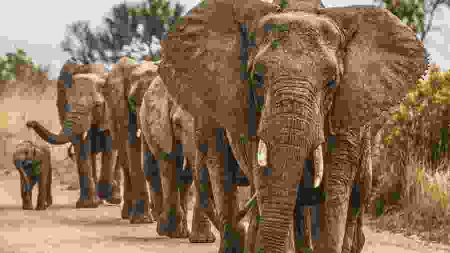 Elephant at the National Park