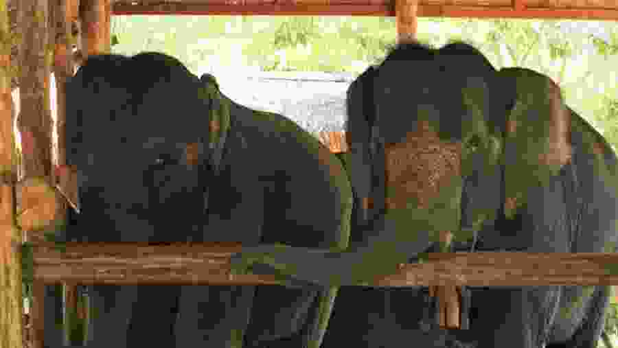 Elephants at Wanet Elephant Camp