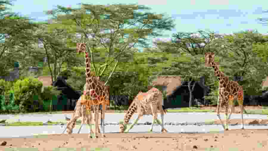 Giraffes