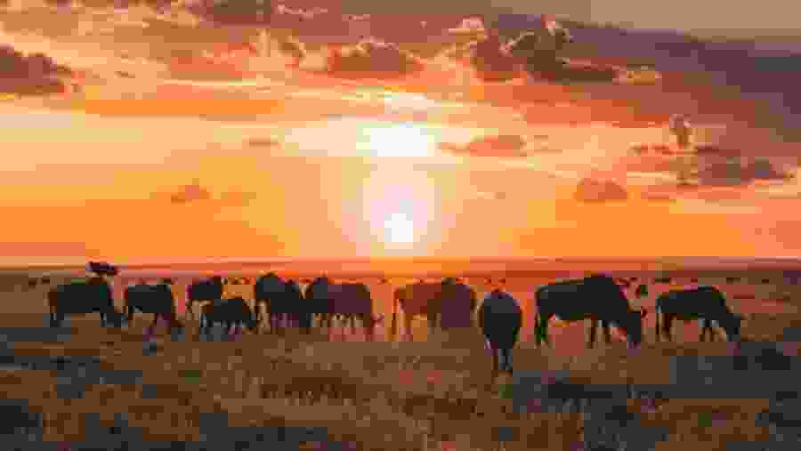 Game in Serengeti