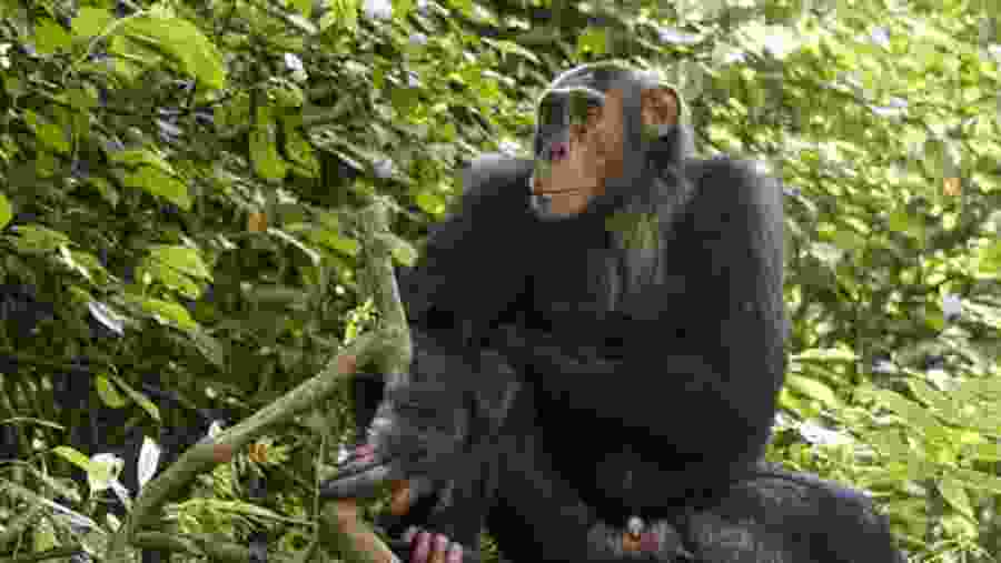 Gorilla Trekking