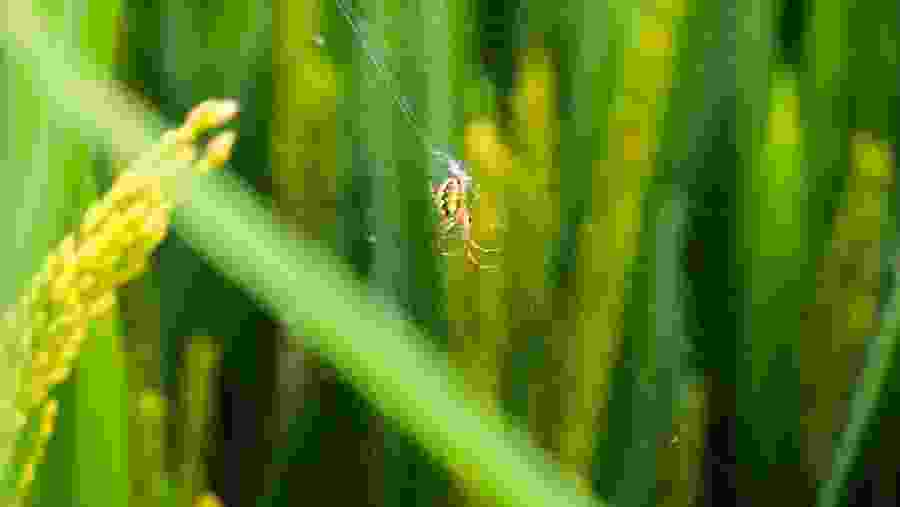 Spider Web Rice Field
