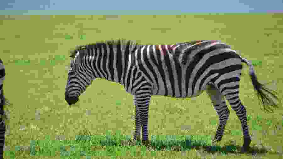 Zebra At  Serengeti National Park