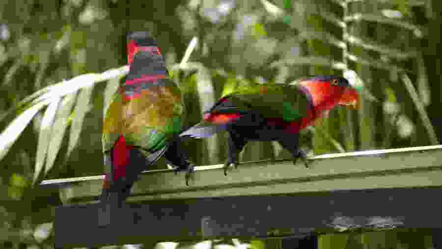Black-capped Lories