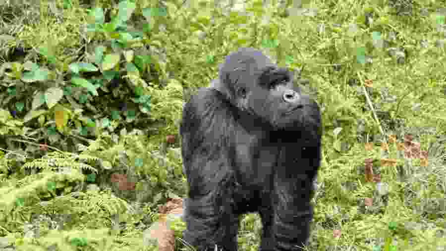 Uganda gorilla tracking Tour In Bwindi