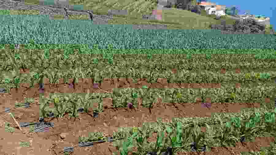 Local Farm Plantation