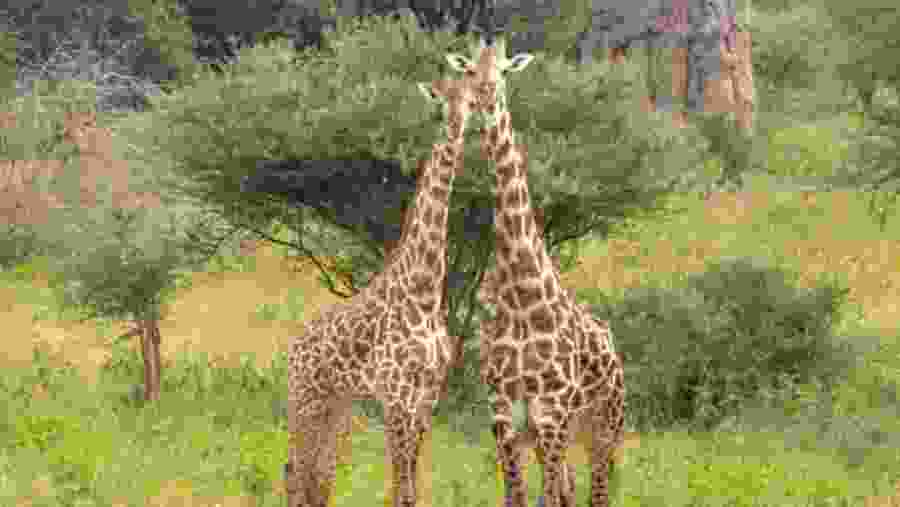 Giraffes