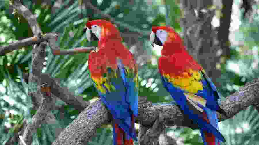 Admire the birdlife at Carara National Park