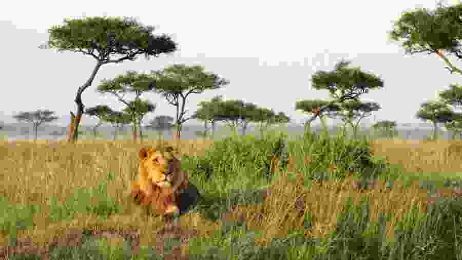 Witness the African wildlife