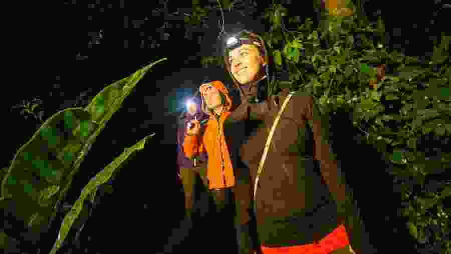 Go on a nighttime caiman walk