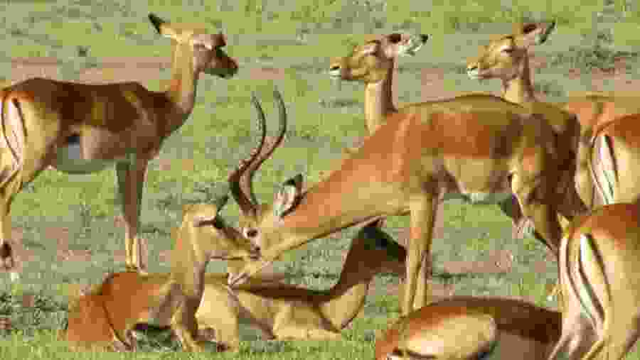 Impalas