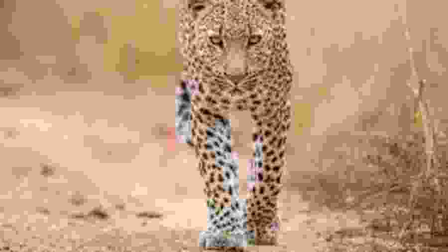 Explore the wildlife at Kalahari Dessert