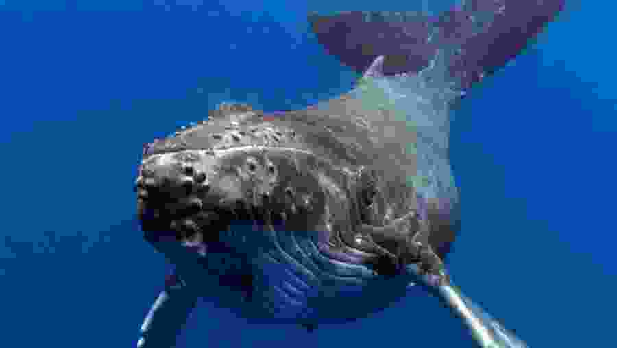 Whale Watching In Trincomalee