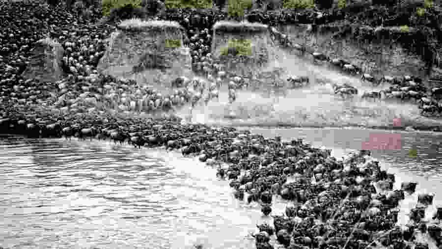 Witness the Great Wildebeest Migration