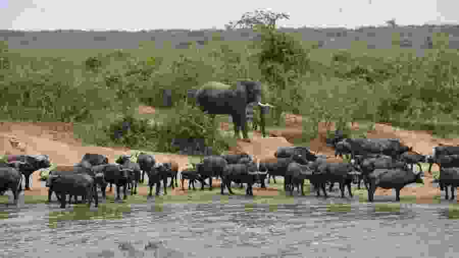 Queen Elizabeth NP Bufallos and Elephants