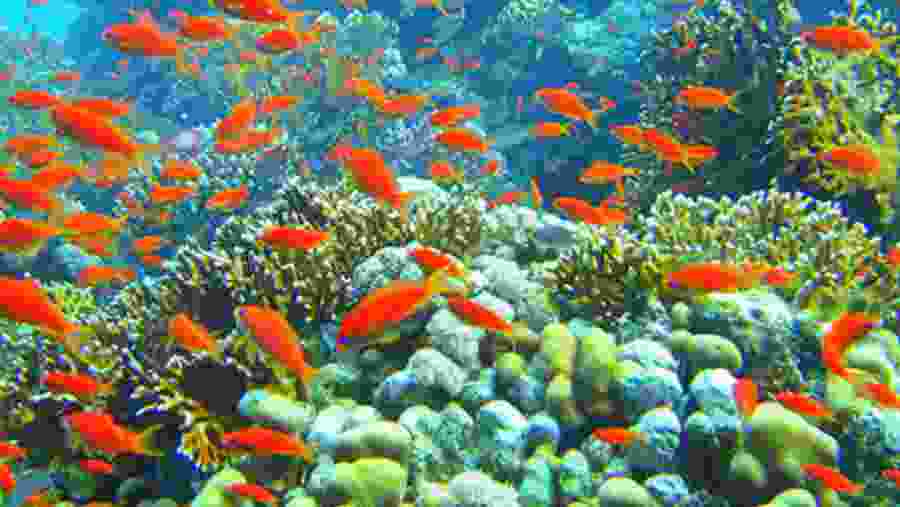 Hurghada - Red Sea Coral Reefs