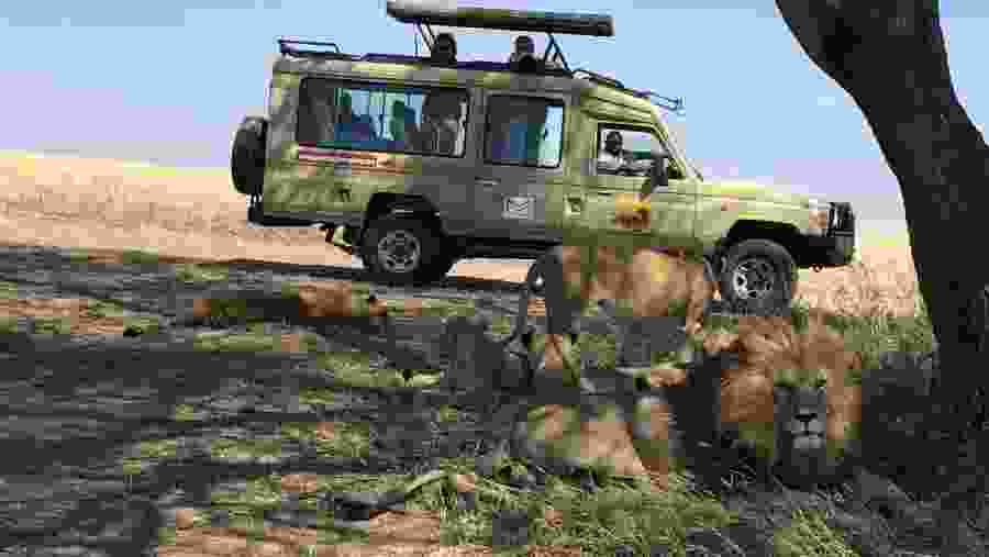 Game drive in Serengeti National Park 