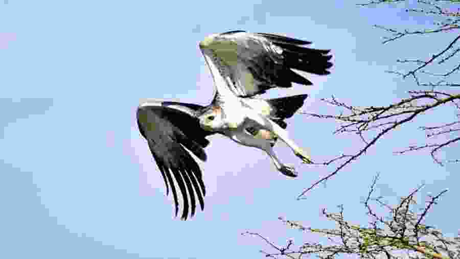 White-bellied Sea-Eagle