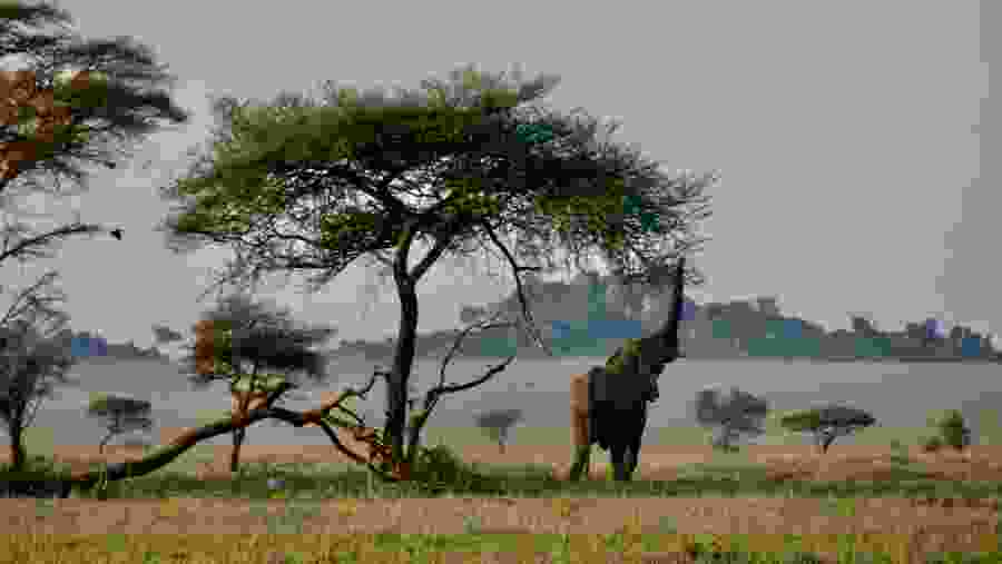 Witness the African wildlife