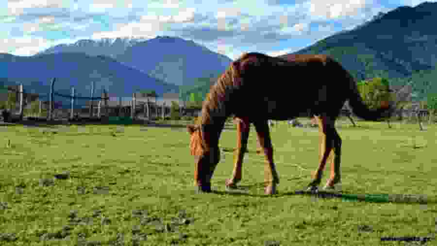 A horse grazing in the Pankisi Gorge in Georgia