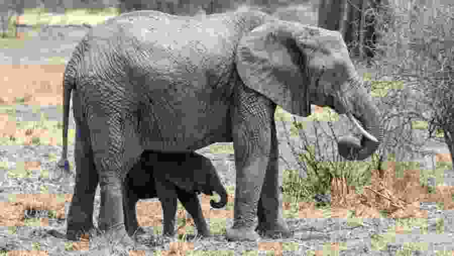 Witness the African wildlife