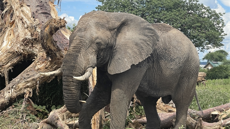 Tanzania Safari