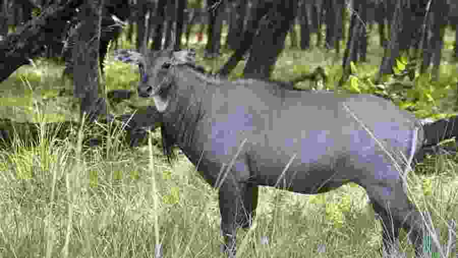 Nilgai