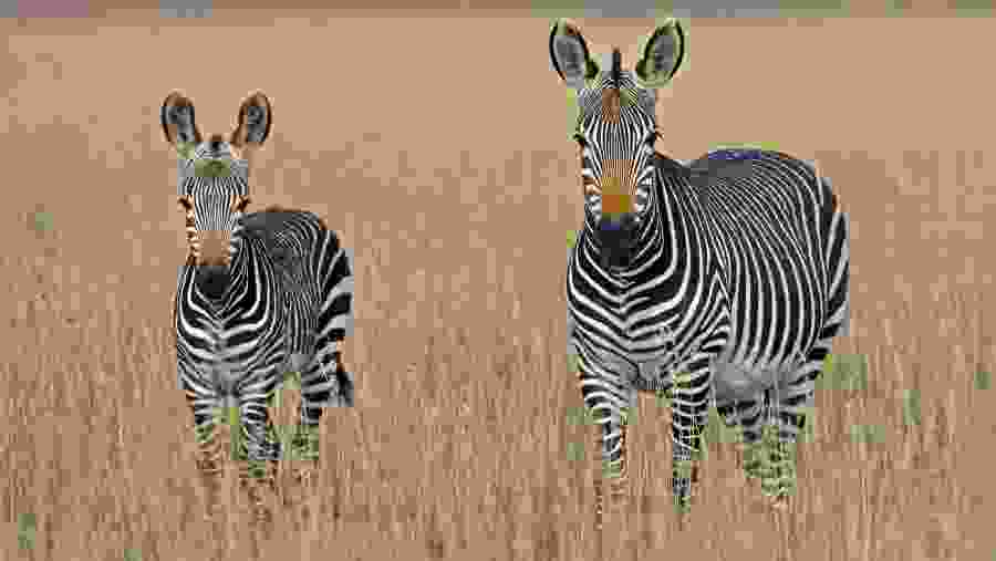 Zebras