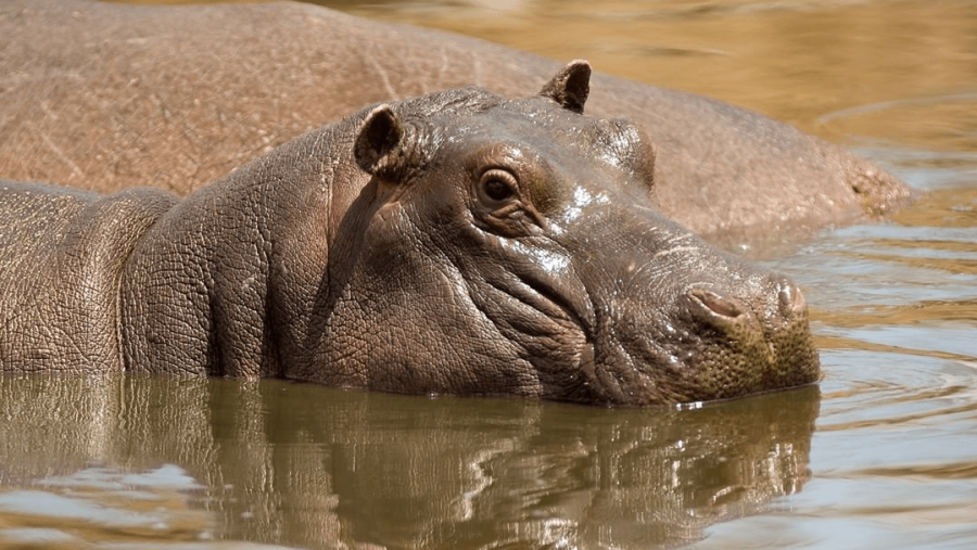 Hippo at Tarangire National Park