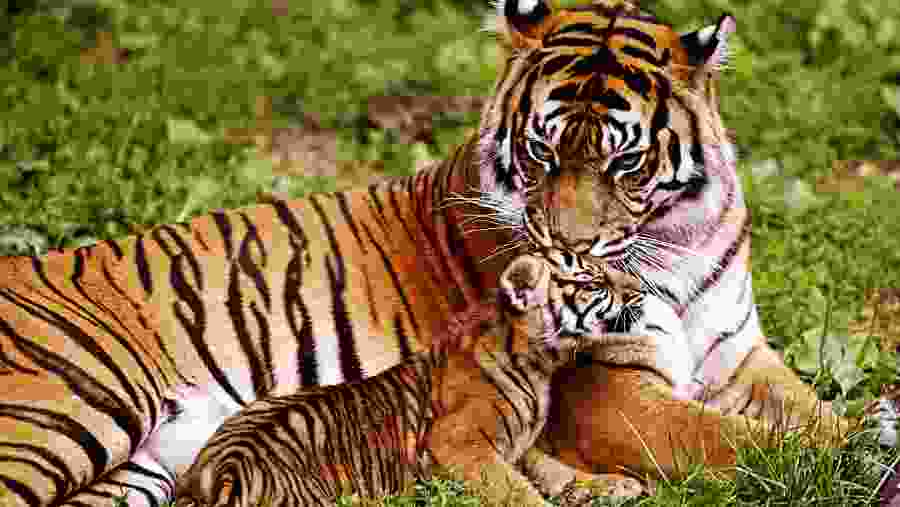 Majestic Bengal Tigers