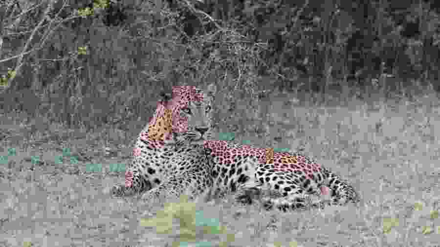 Yala National Park Safari